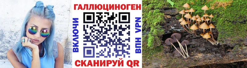 Псилоцибиновые грибы Cubensis  Купить закладки  Новотроицк 